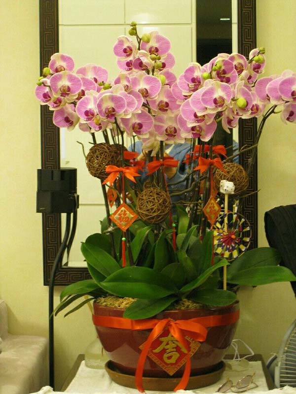  Chậu lan hồ điệp ngày Tết 