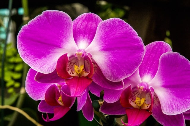 Phong lan tím đẹp mộng mơ