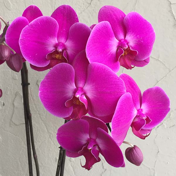 Hoa lan hồ điệp tết tím