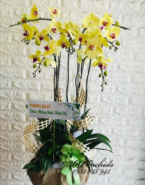 Chậu hoa lan hồ điệp - Gắn kết yêu thương