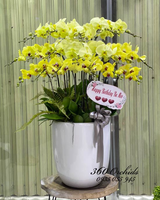 Chậu lan hồ điệp vàng - Toả sắc