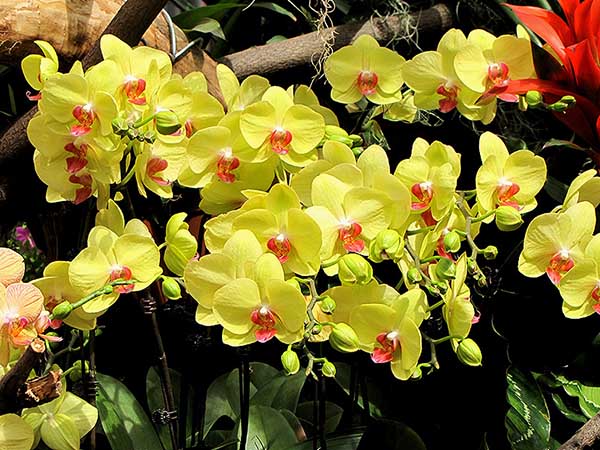Cành lan hồ điệp vàng tết