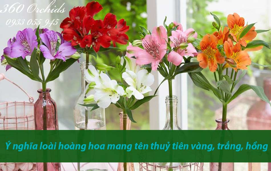 Ý nghĩa loài hoàng hoa mang tên thuỷ tiên vàng, trắng, hồng