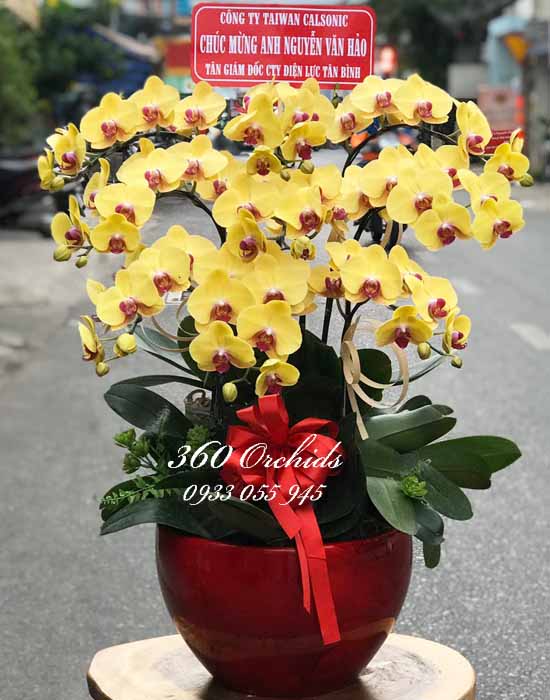 Chậu lan hồ điệp vàng - Phú quý
