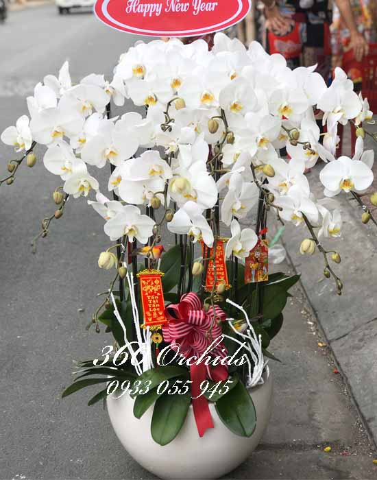 Chậu lan hồ điệp trắng - Đón tết