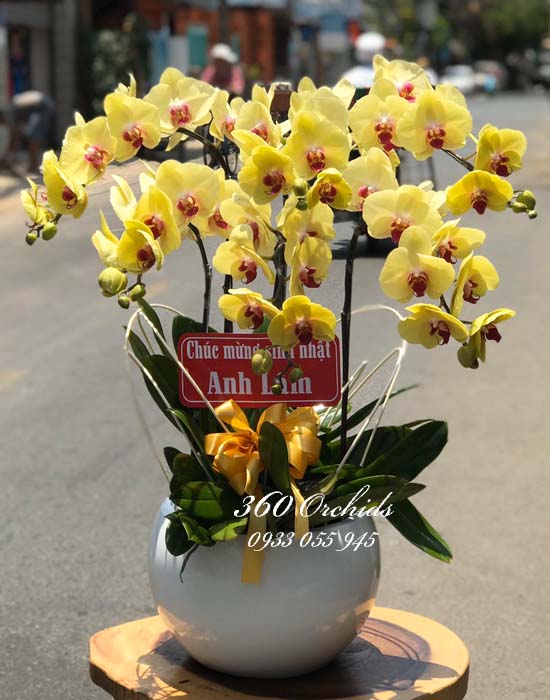 Chậu lan hồ điệp vàng - Tài lộc gõ cửa