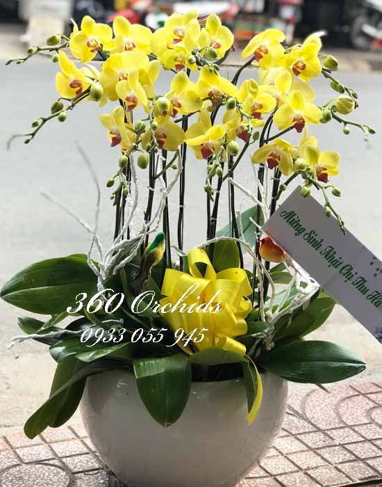 Chậu lan hồ điệp vàng - Phát tài