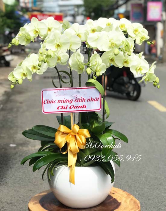 Chậu lan hồ điệp màu xanh bơ