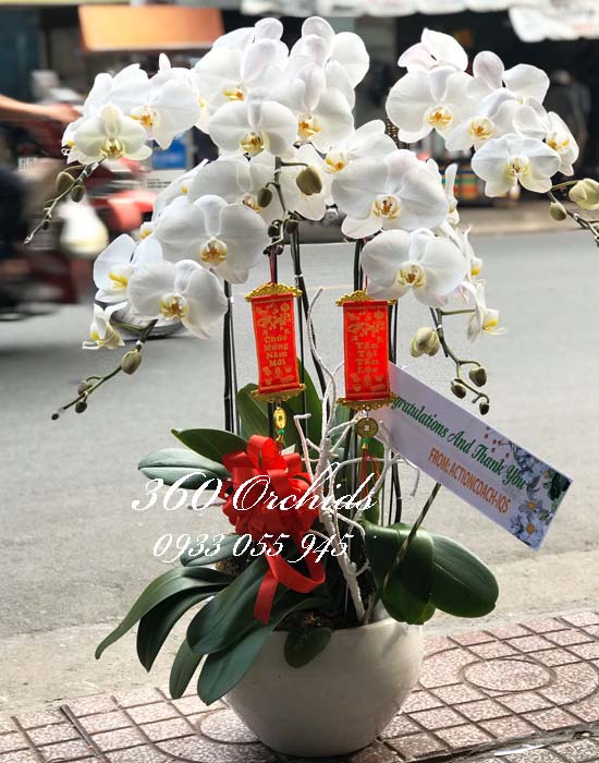 Chậu lan hồ điệp trắng - Chào xuân