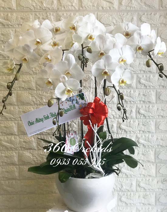 Chậu lan hồ điệp trắng - Tặng đối tác