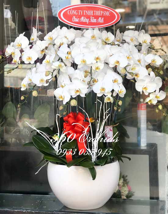 Chậu lan hồ điệp trắng - Sắc xuân