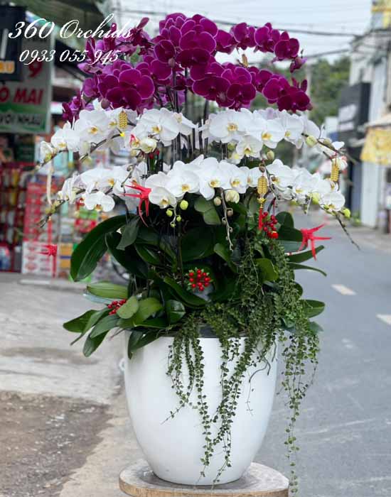 Chậu lan hồ điệp tặng sếp