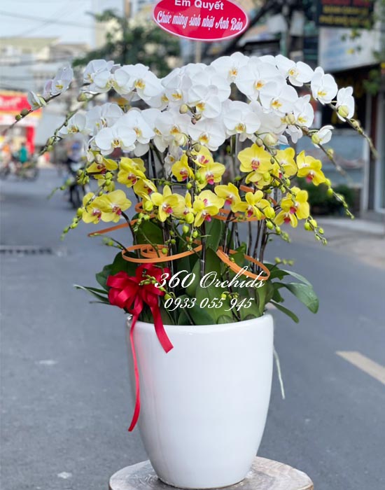Chậu lan hồ điệp - Ngày đầu xuân