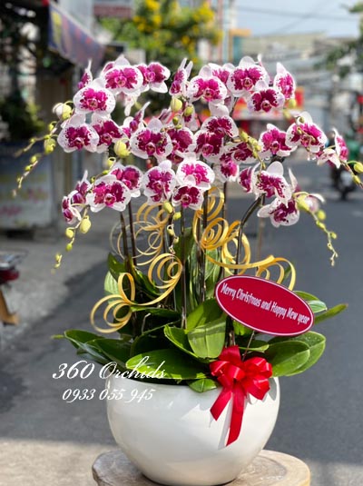 Chậu lan hồ điệp đột biến - Độc đáo