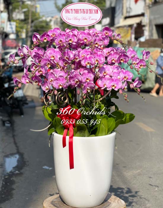 Chậu lan hồ điệp đột biến - Vạn người mê