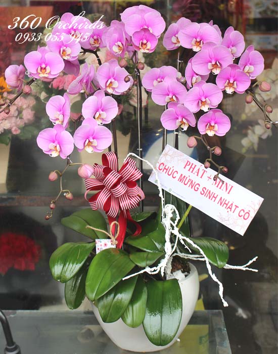 Chậu lan hồ điệp hồng - Nét đẹp ngời sáng