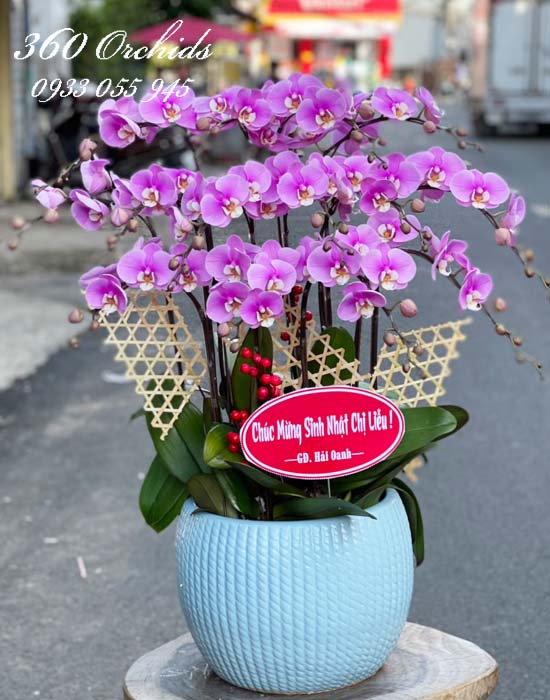 Chậu lan hồ điệp hồng  - Khúc hát xuân
