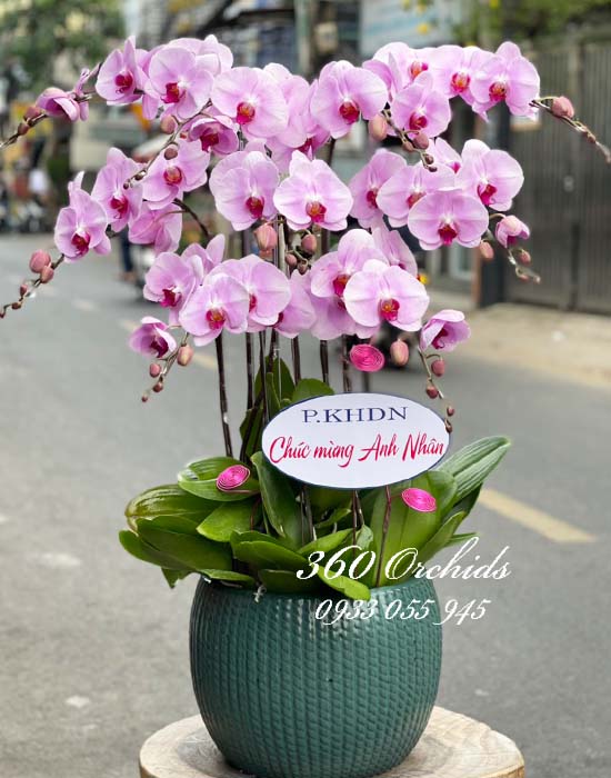 Chậu lan hồ điệp hồng - Tinh tế