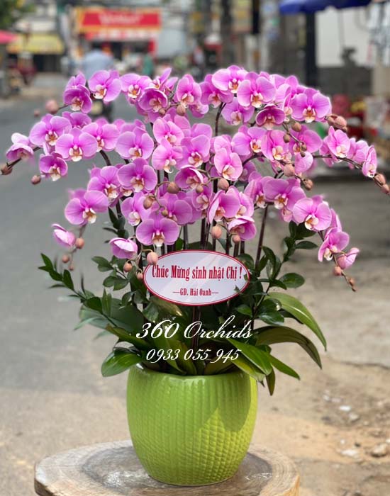 Chậu lan hồ điệp hồng - Ngày xuân sum vầy