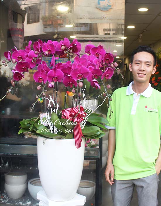 Chậu lan hồ điệp tím - Tầm cao mới
