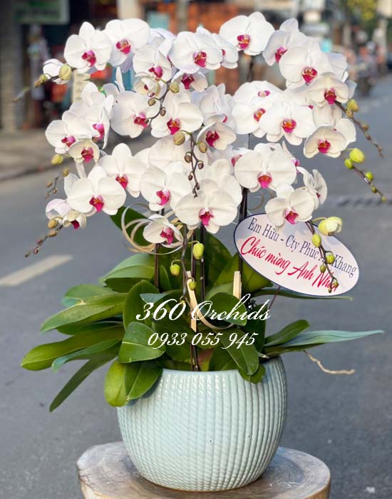 Chậu lan hồ điệp trắng - Nghinh xuân