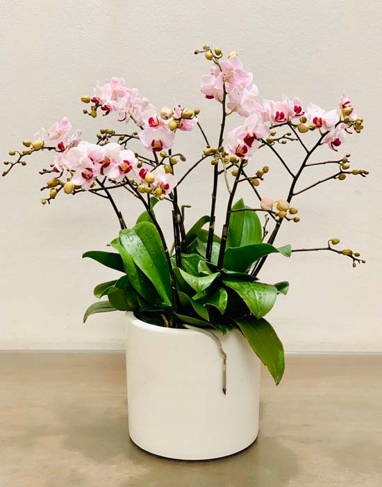 Chậu lan hồ điệp mini - đáng yêu