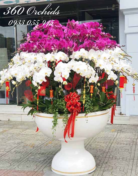 Chậu lan hồ điệp - Mùa xuân về