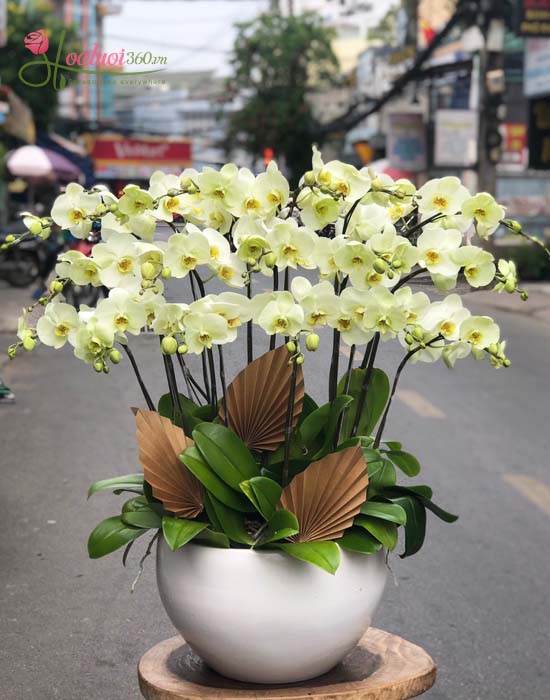 Chậu lan hồ điệp màu xanh bơ tuyệt đẹp