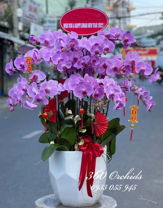 Chậu lan hồ điệp hồng - Hương mùa xuân