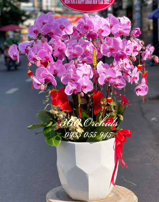 Chậu lan hồ điệp hồng - Tặng đối tác