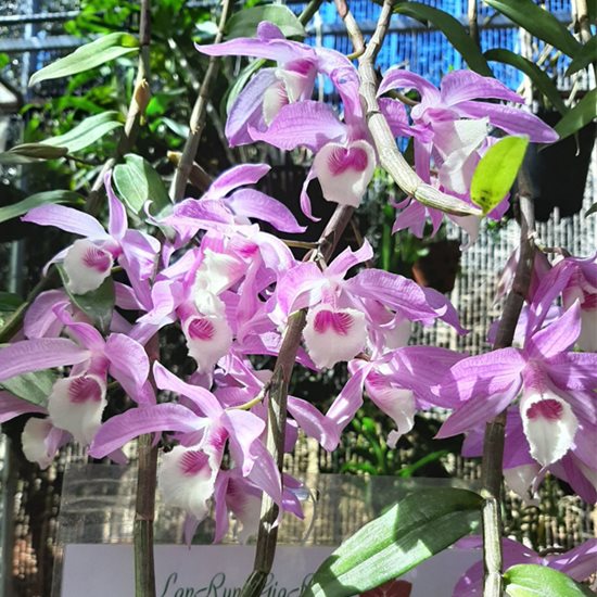 Đặc điểm hoa lan giả hạc