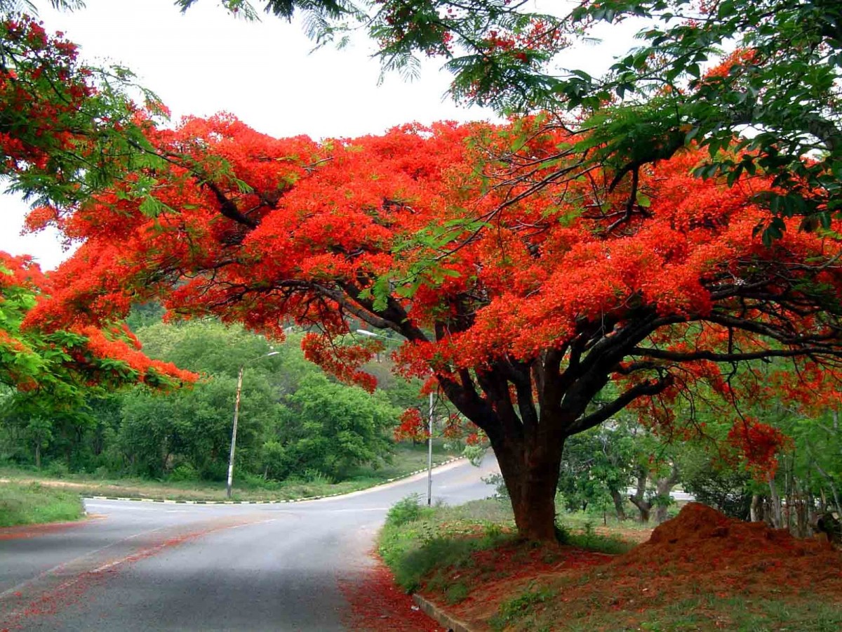 Đặc điểm cây hoa phượng vĩ