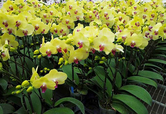 Lá cây lan hồ điệp xanh đều 