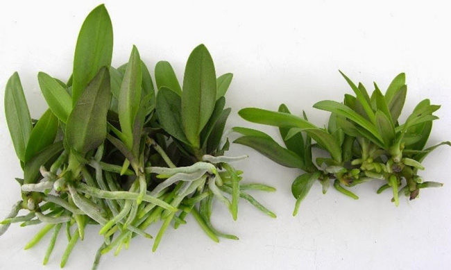Hồ điệp mini có lá xanh non với độ dài khiêm tốn