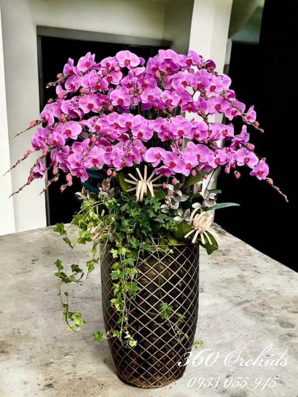 Chậu lan hồ điệp hồng - Hồng phát vinh hoa