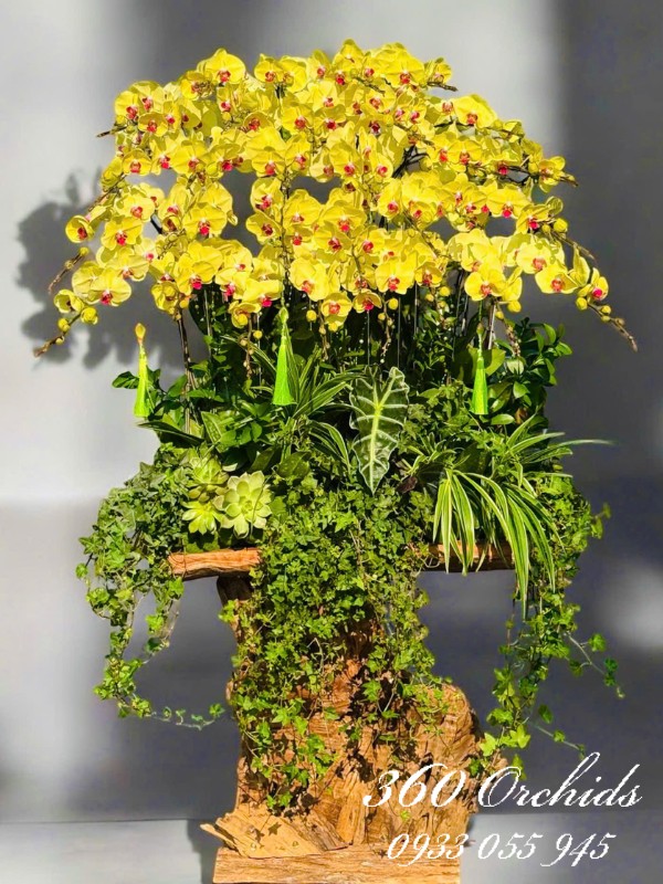 Chậu lan hồ điệp vàng ghép lũa - Cỗ hoa ngày tết