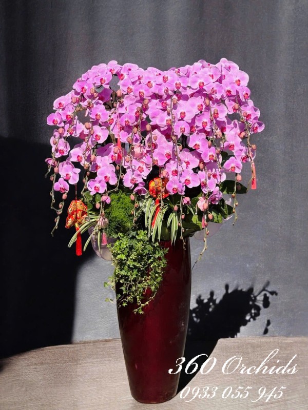 Chậu lan hồ điệp dáng cao - Nhà mình có tết
