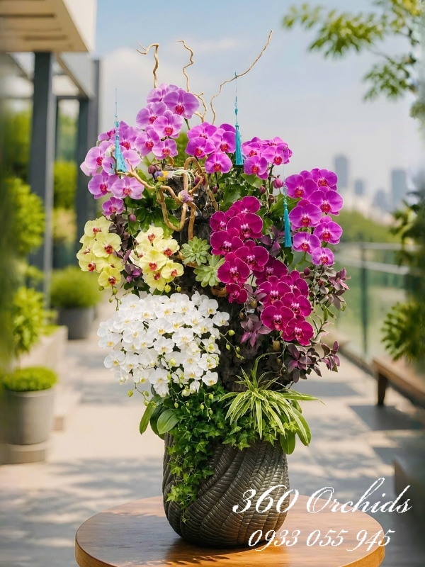 Chậu lan hồ điệp vip nhiều màu - Bách hoa hội tụ