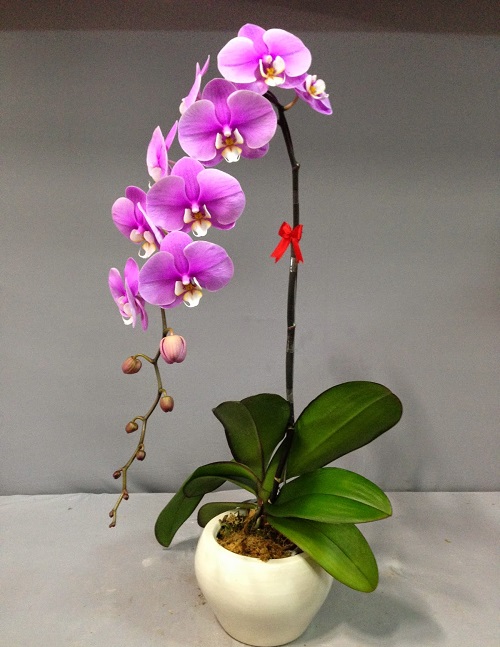 lan-cuoi-cung-ban-tang-hoa-cho-vo-la-khi-nao