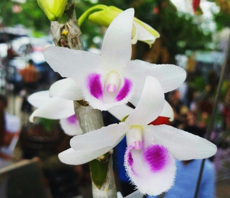 Top những loài hoa lan quý hiếm nhất