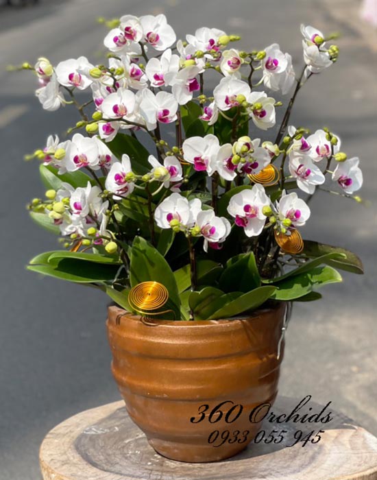 Chậu lan hồ điệp mini - Hào hoa phong nhã