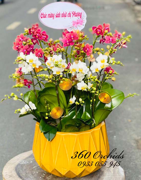 Chậu lan hồ điệp mini - Vinh hoa phú quý