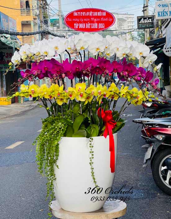 Chậu lan hồ điệp kết hợp 32 cành phú quý