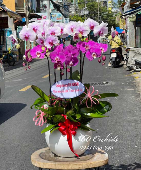 Chậu lan hồ điệp kết hợp - Morning dew