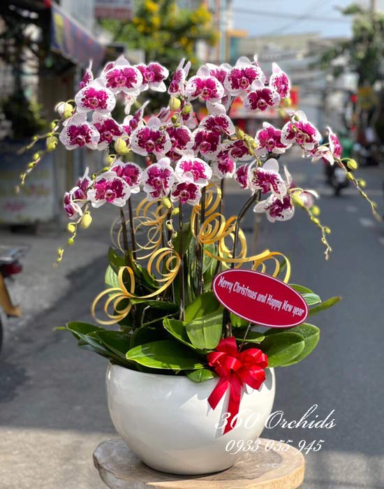 Chậu lan hồ điệp đột biến - Đại phát