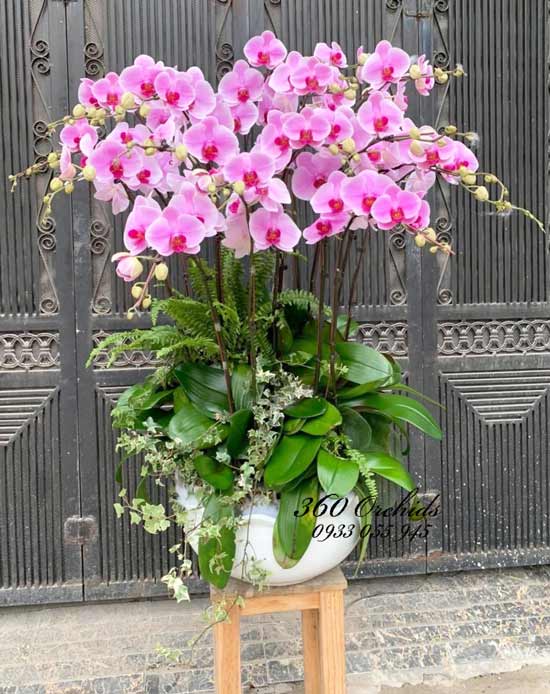 Chậu hoa lan hồ điệp hồng - Nhiệt huyết