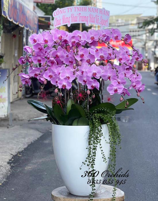 Chậu lan hồ điệp tím - Thiên hương