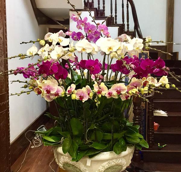 Chậu lan hồ điệp kết hợp đặt cầu thang