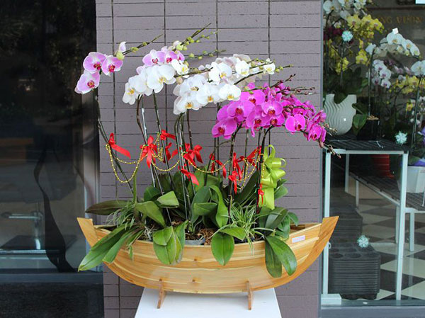 Những cánh buồm lan hồ điệp kết hợp độc đáo