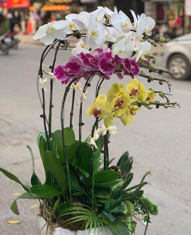 Chậu lan kết hợp hồ điệp chúc mừng sếp nữ